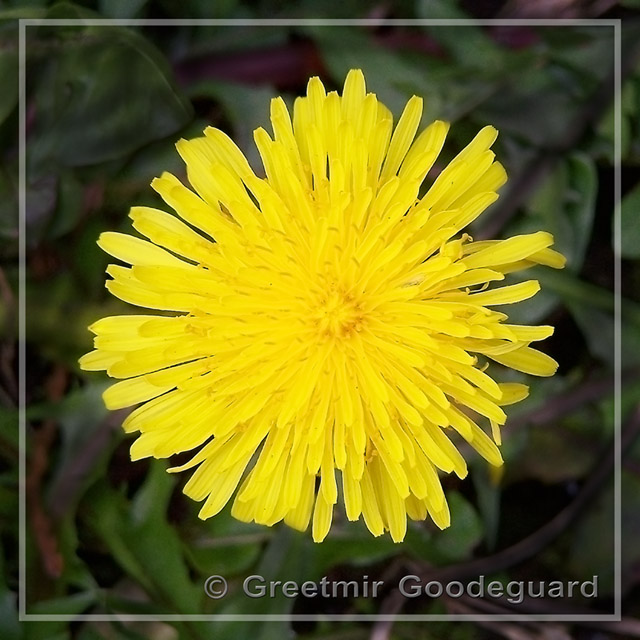 Dandelion