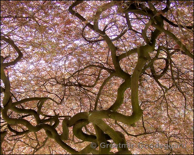 Gnarled