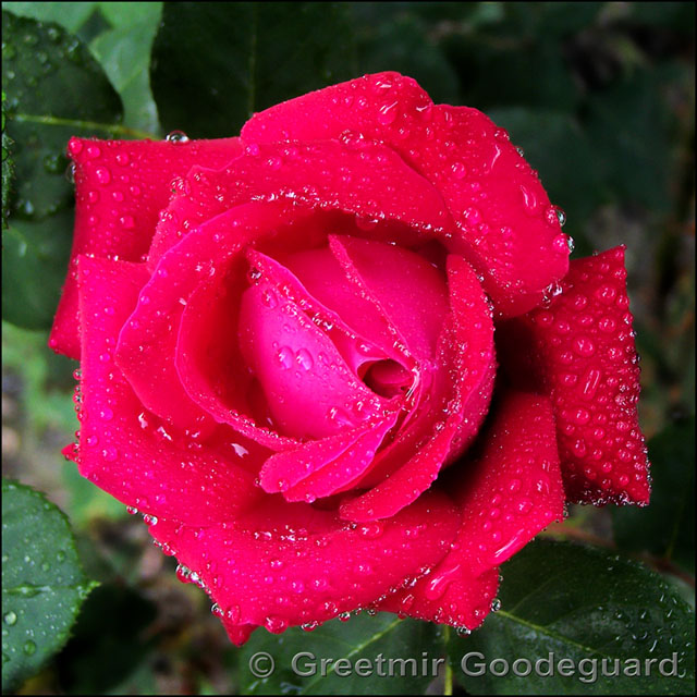 After the Rain