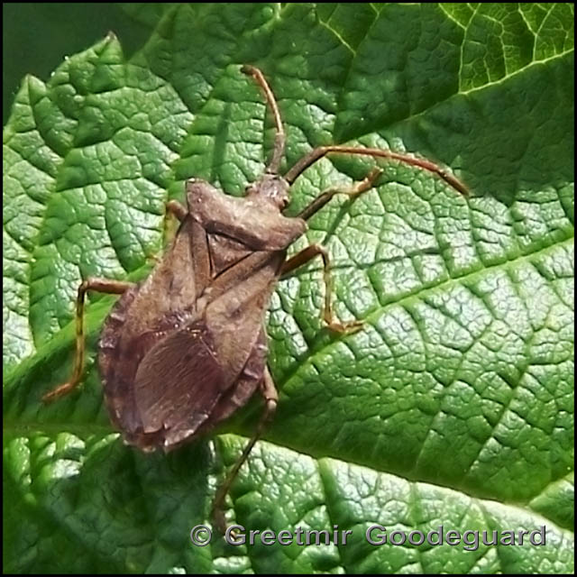 Beetle on a Raspberry Leaf