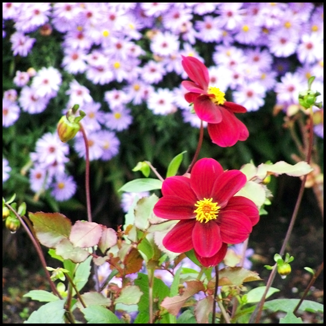Autumn\'s Final Burst