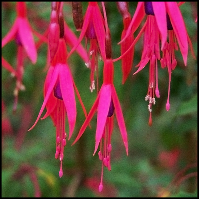 Pink III