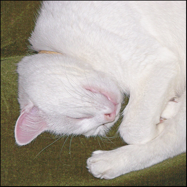 Do Not Disturb