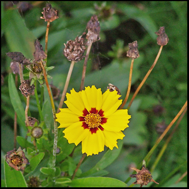 Sole Survivor