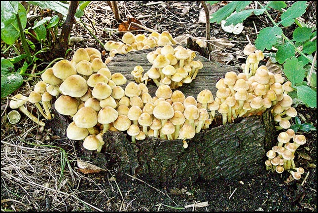 Fairy Condominiums