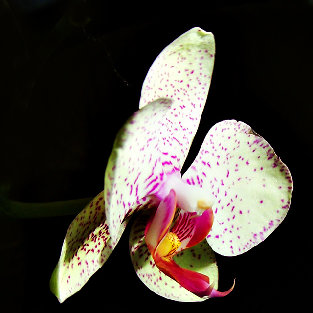 Sunlit Orchid