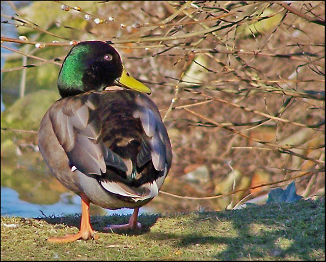 Ducky