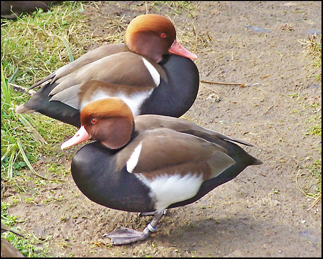 Redheads
