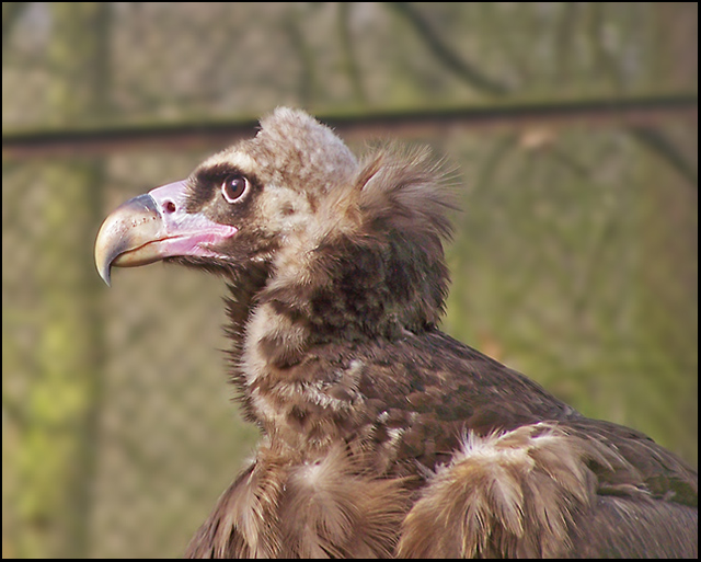 Vulture