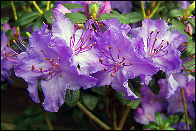 Rhododendron