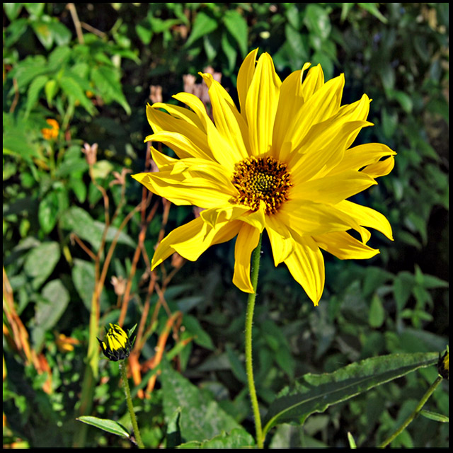 Yellow Glory