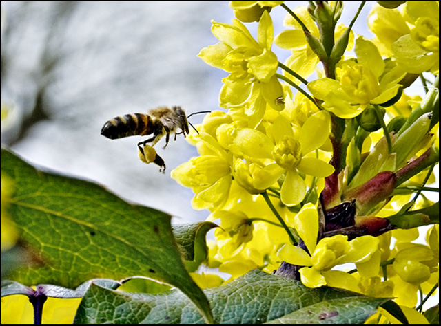 Worker Bee