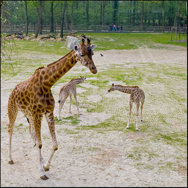 Watching the Wee Ones