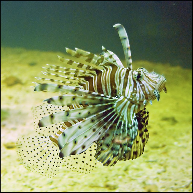 Lion Fish