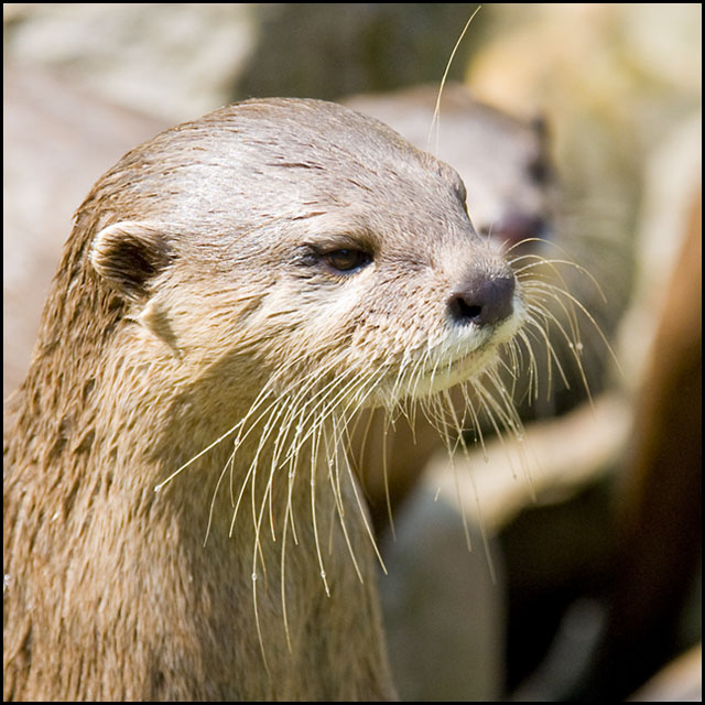 Has Anyone Seen My Mustache Trimmer?