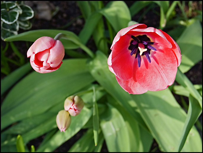 Family of Tulips