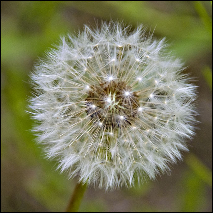 Lion's Tooth