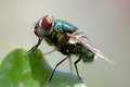 The Fly