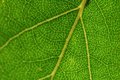Day 16 - Green Leaf (Mostly Out of Focus)