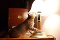 Curiosity Killed the Cat