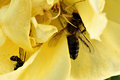 Microworld II