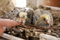 Baby Pigeons