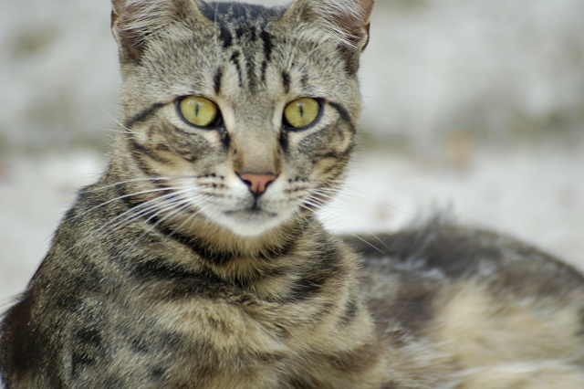The Cat