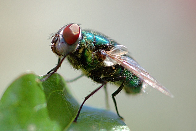 The Fly