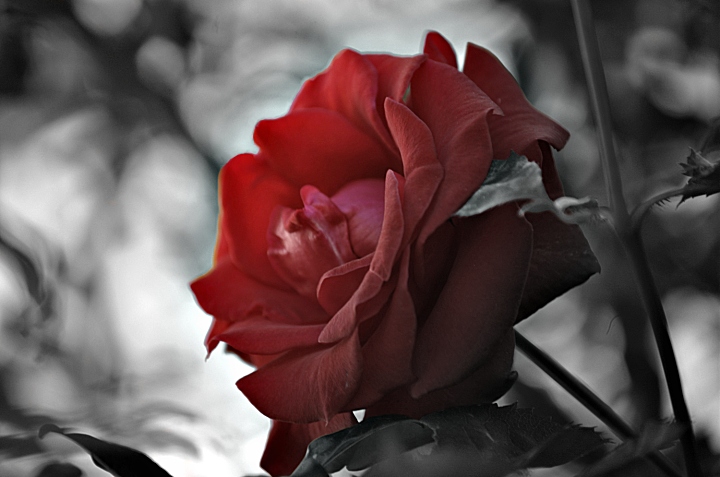 A Rose is a Rose...