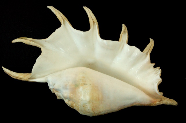 Day 27 - Shell