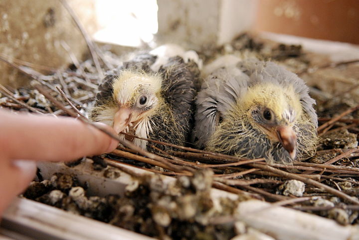 Baby Pigeons
