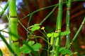 Harmony (tiny irish rose)