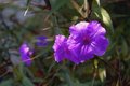 purple petunias