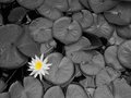 only a white lilly left,literally...