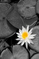 Classic White Lilly