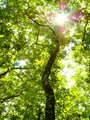 Canopy 