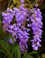 Wysteria