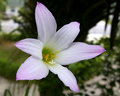 Mystery Flower