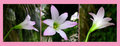 Unidentified bloom please help