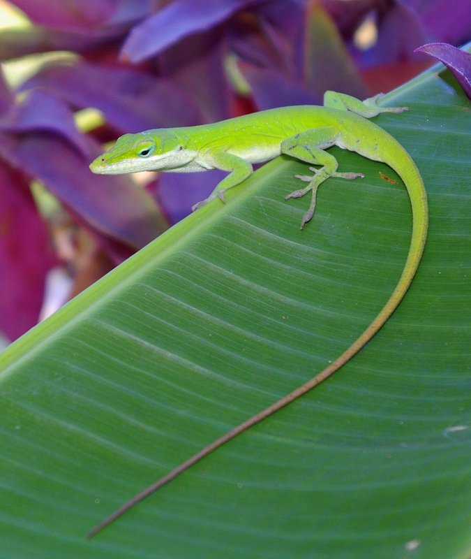 Leopold (too many lizards named larry)