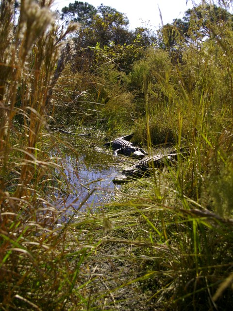 Danger on Swamp Trail