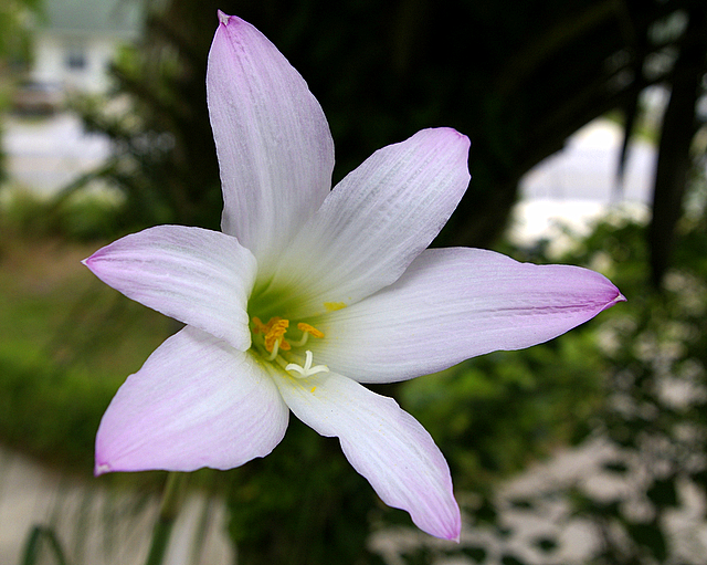 Mystery Flower