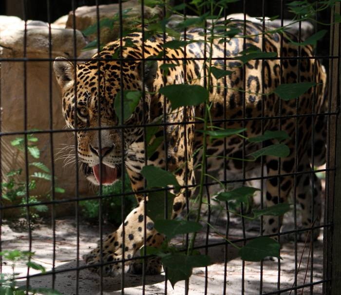 jaguar resized 700x607.jpg