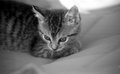 Kitten