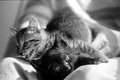 Both Kittens