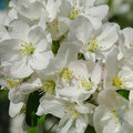 aprilwhite.jpg