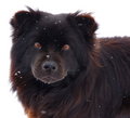 snowdoggie.jpg