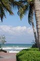 Tropical Beauty.JPG