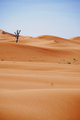 Dubai Desert.jpg