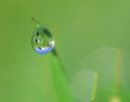 Dew2.jpg